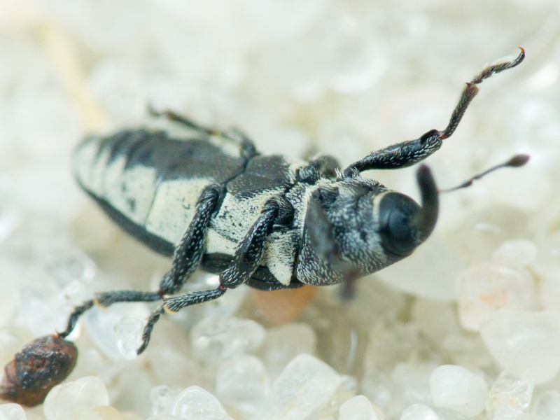 Limnobaris dolorosa (Goeze, 1777)